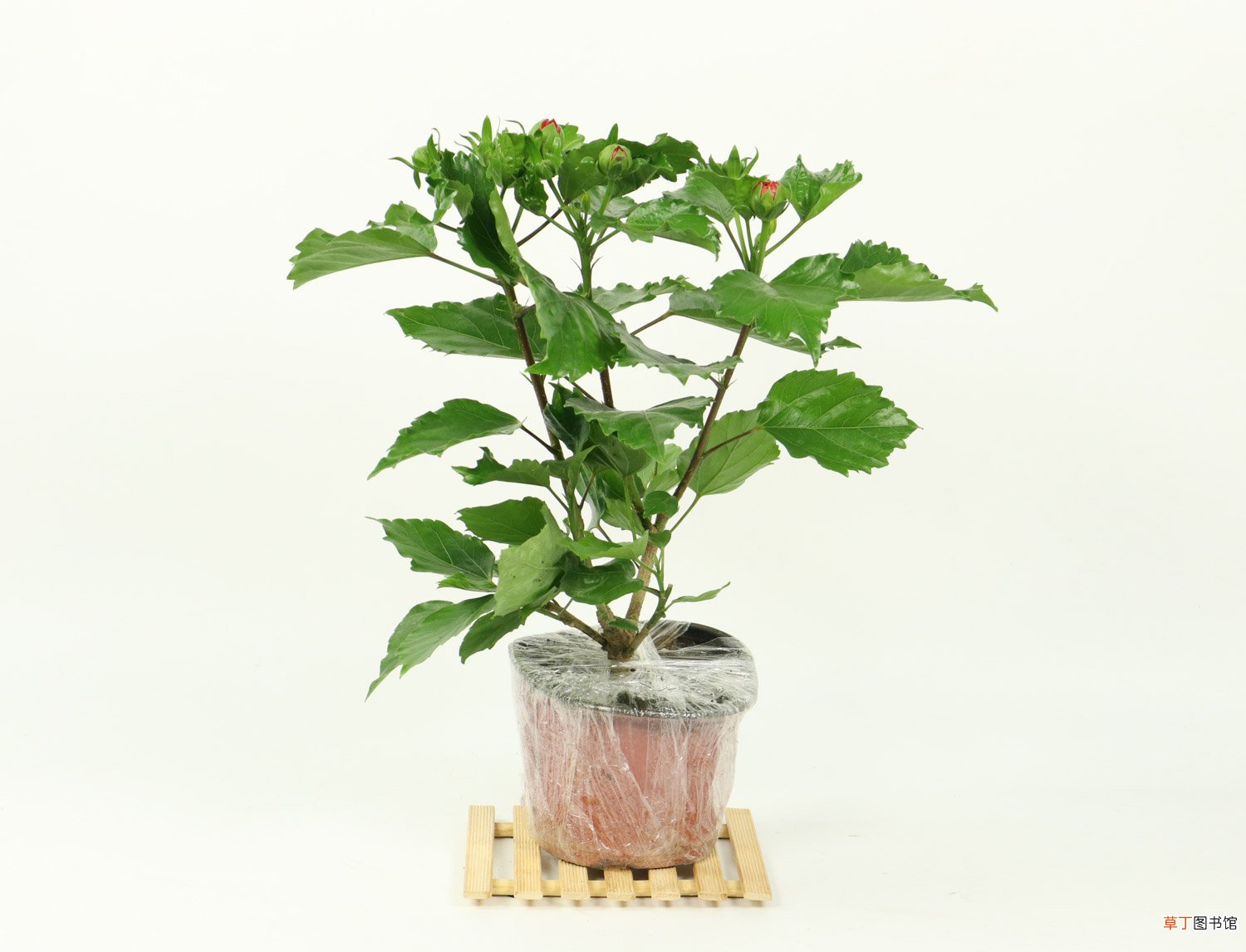 怎么让扶桑多开花，花期如何养护