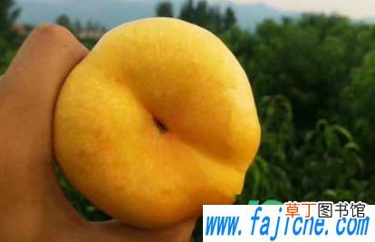 冻桃子怎么解冻 冻桃罐头用解冻吗