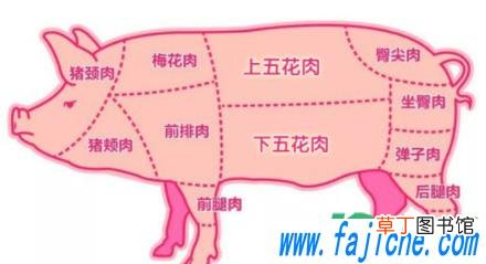 上五花肉和下五花肉在猪身上示意图 五花肉怎么分上下图片