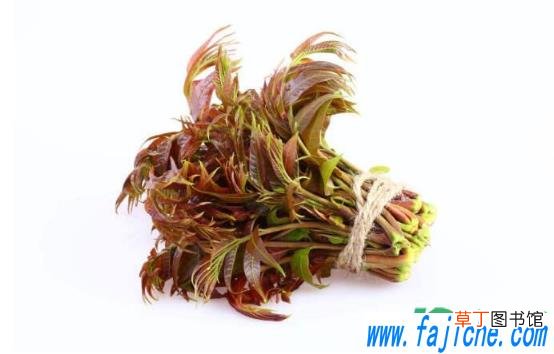 香椿腌制前能用开水烫吗 香椿腌着吃还用焯水吗