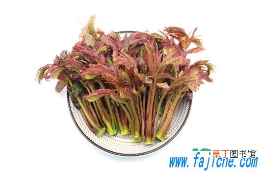 香椿腌制前能用开水烫吗 香椿腌着吃还用焯水吗