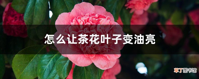 怎么让茶花叶子变油亮，可以喷啤酒吗