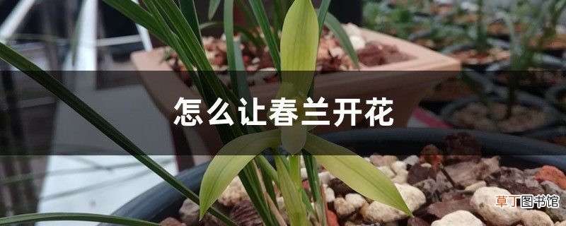 怎么让春兰开花，养几年能开花