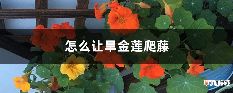 旱金莲爬藤吗，怎么让它爬藤