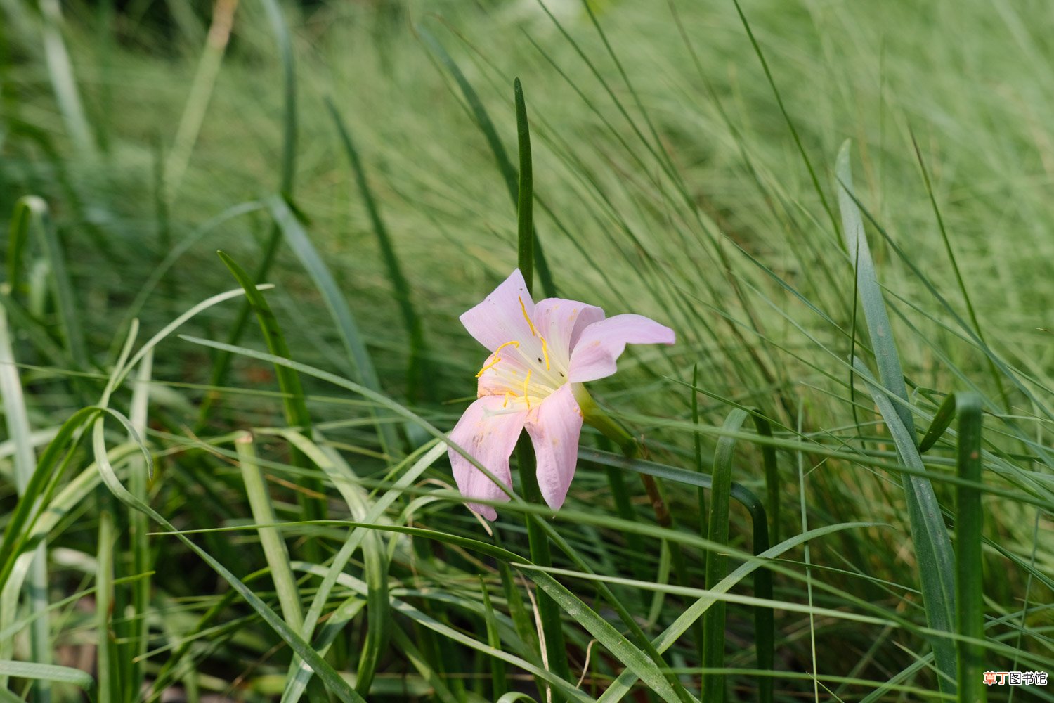怎么让风雨兰多开花，花后怎么处理