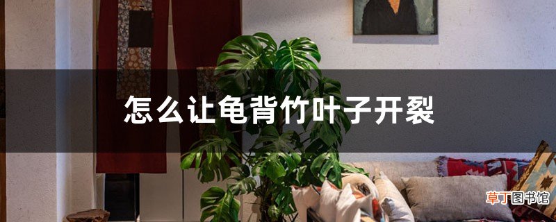 怎么让龟背竹叶子开裂，枯叶怎么处理