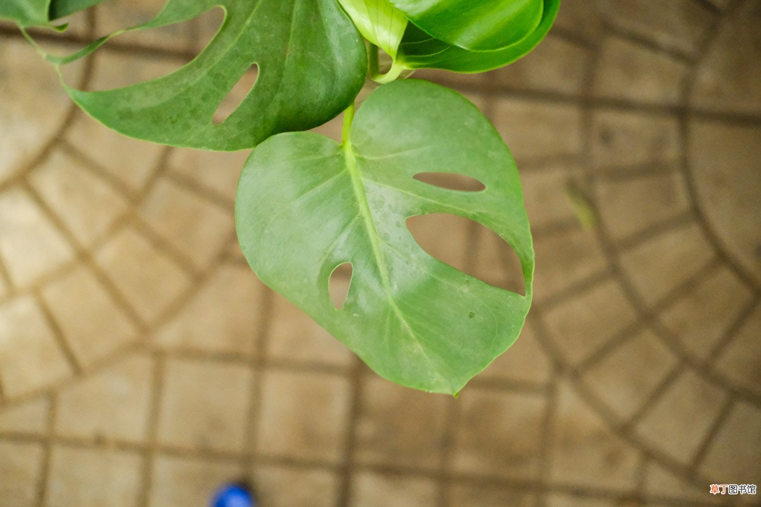 怎么让龟背竹爆盆，长得又大又厚实