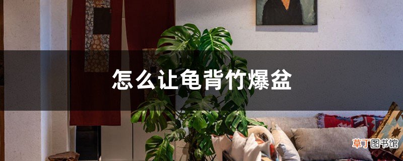 怎么让龟背竹爆盆，长得又大又厚实