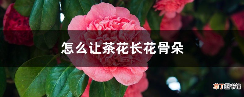 怎么让茶花长花骨朵，花骨朵太多怎么办