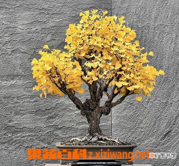 银杏树的养殖注意事项