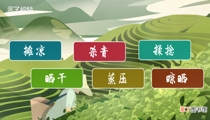 普洱生茶和熟茶的区别