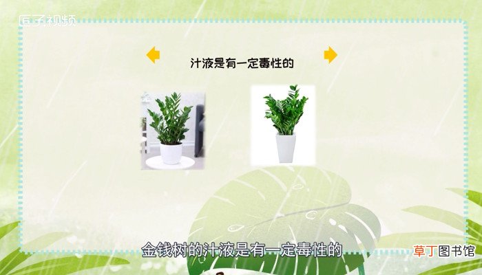 金钱树有毒吗