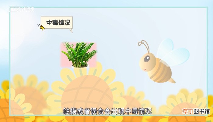金钱树有毒吗
