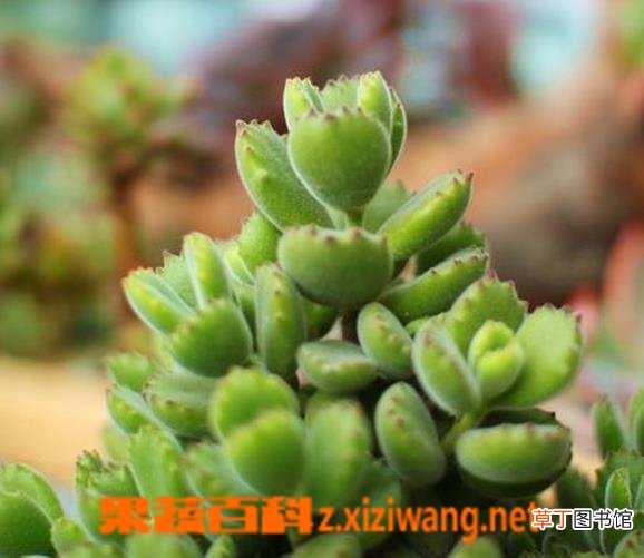 熊童子掉叶子怎么办