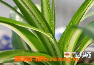 金心吊兰养殖方法及注意事项