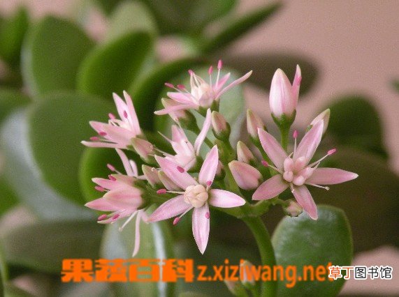 燕子掌掉叶子怎么办