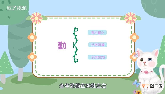 龙井茶产地