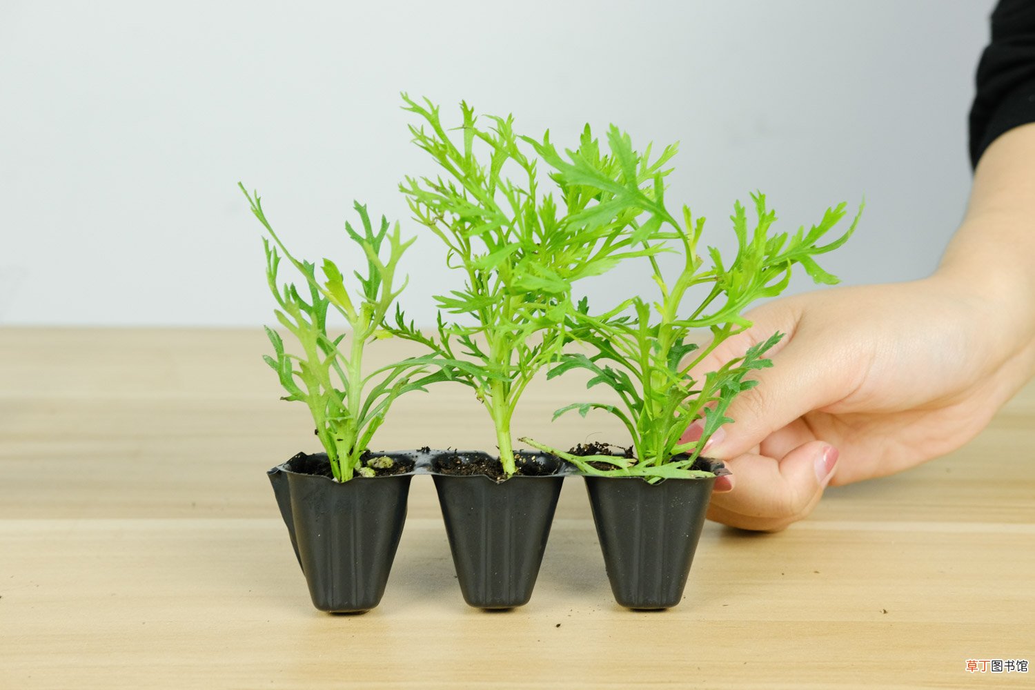 玛格丽特花怎么养