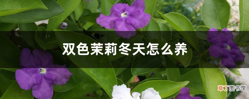 双色茉莉冬天怎么养