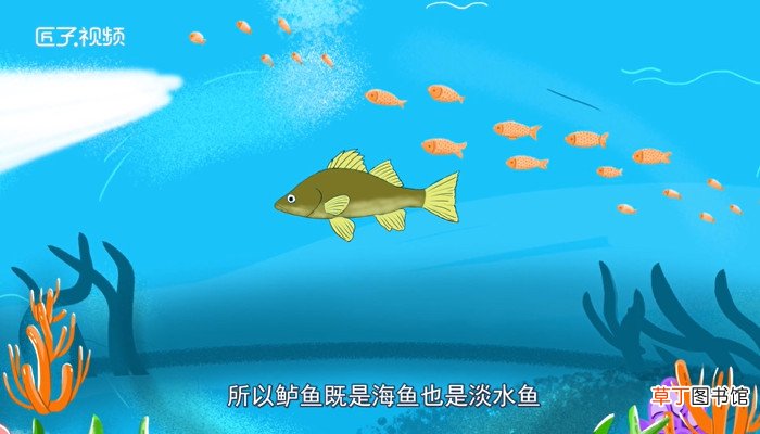 鲈鱼是海鱼吗