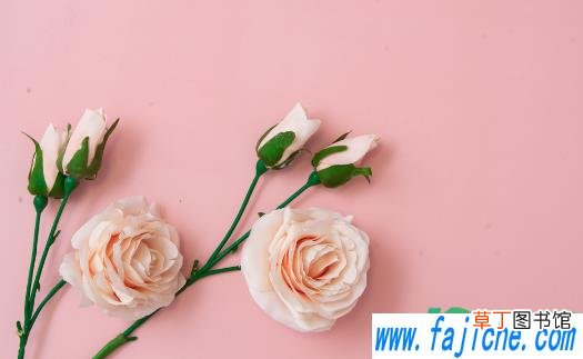 送女孩粉玫瑰代表什么 为什么粉玫瑰不能随便送人