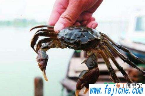 小螃蟹需要处理内脏吗 小螃蟹要不要去掉内脏