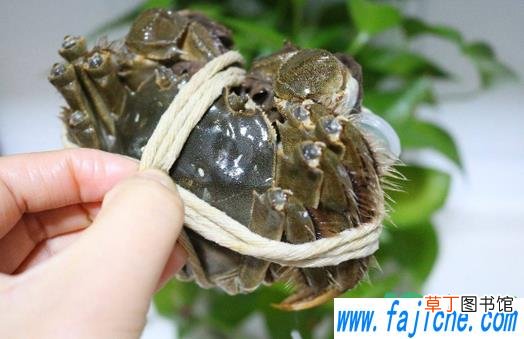 小螃蟹需要处理内脏吗 小螃蟹要不要去掉内脏