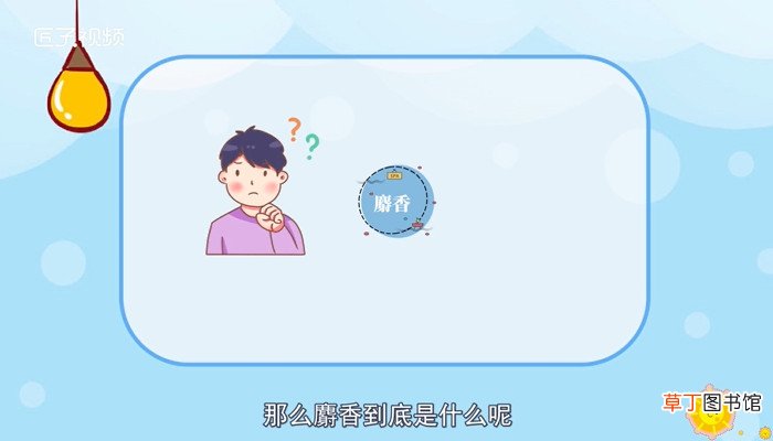 麝香是什么
