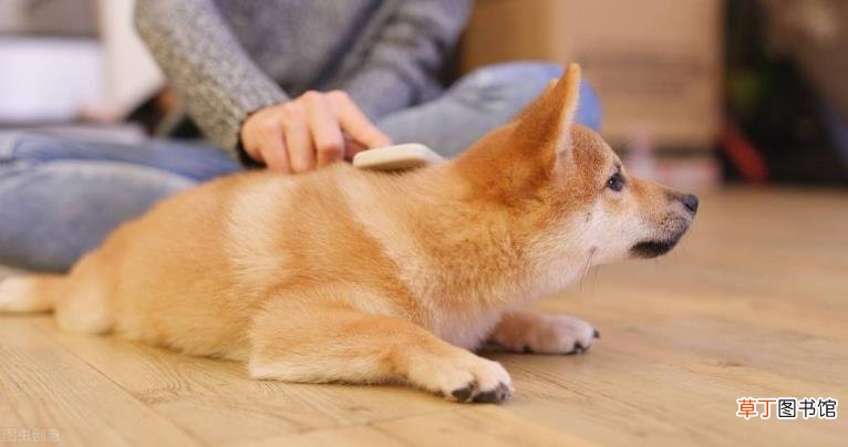 狗狗冬天掉毛要掉到什么时候 狗狗掉毛多久