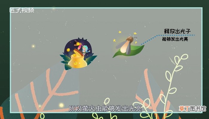 萤火虫为什么会发光