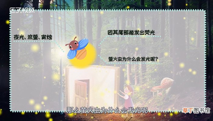 萤火虫为什么会发光