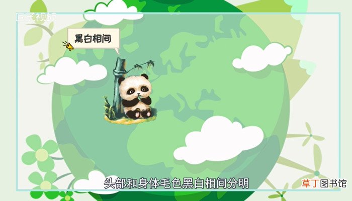 熊猫的特点