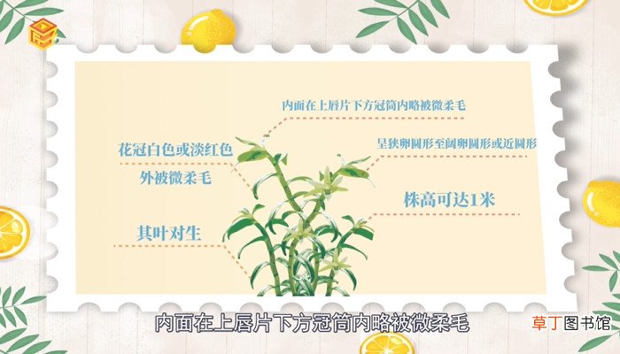 仙草是什么