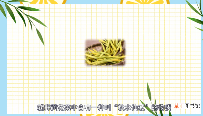 黄花菜有毒吗