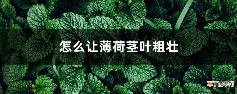 怎么让薄荷茎叶粗壮，怎么修剪