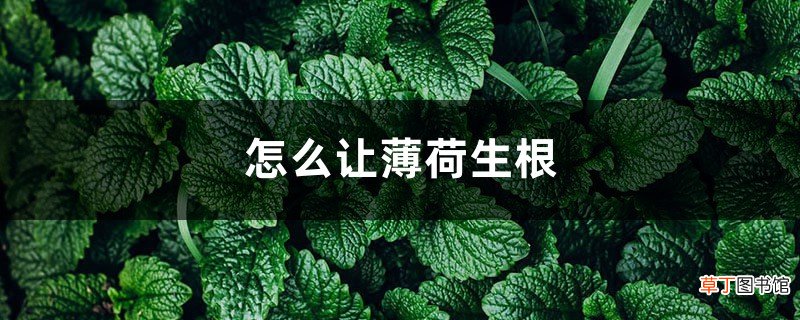 怎么让薄荷生根，水培生根后怎么养