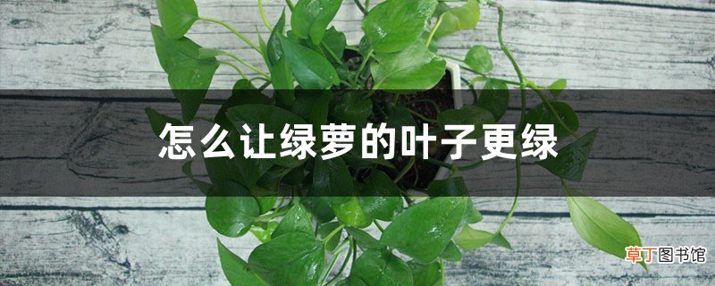 怎么让绿萝的叶子更绿，更茂盛