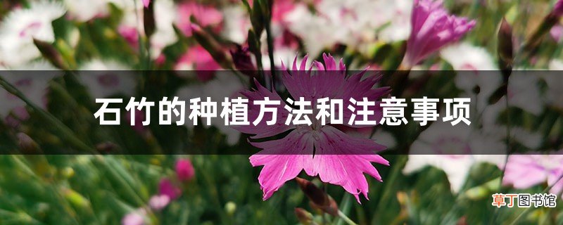 石竹的种植方法和注意事项