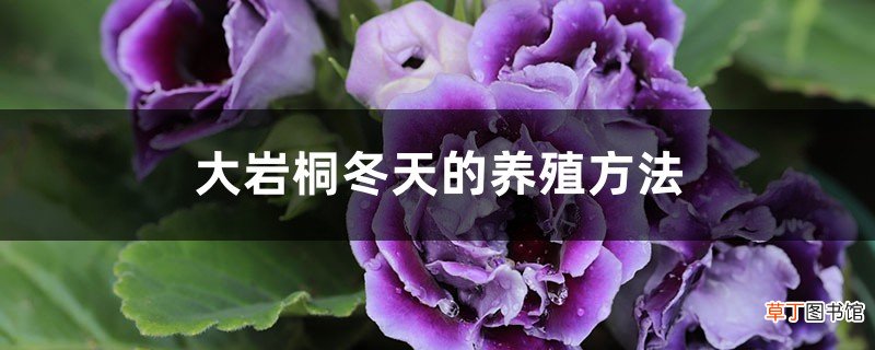 大岩桐冬天的养殖方法