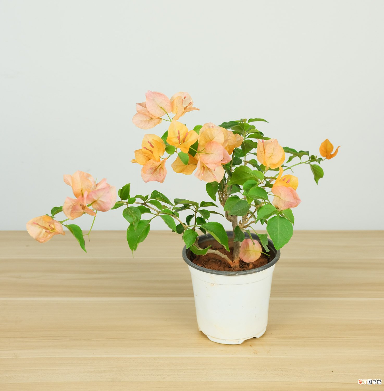 三角梅冬天怎么过冬