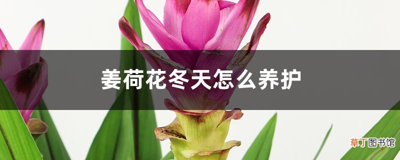 姜荷花冬天怎么养护