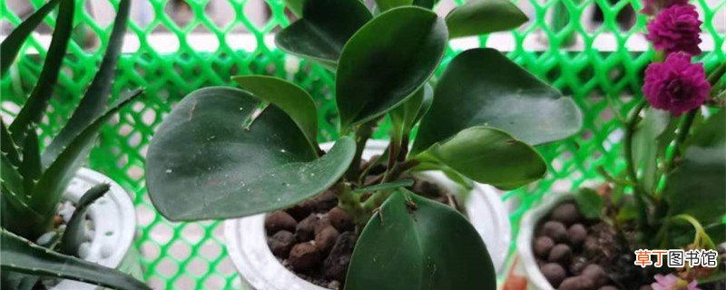圆叶椒草怎么养
