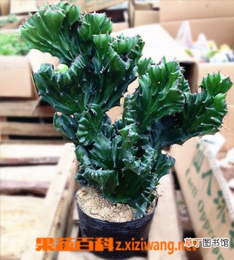 盆栽麒麟掌的养殖方法
