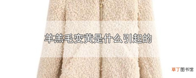 羊羔毛变黄是什么引起的