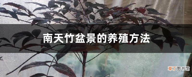 南天竹盆景的养殖方法，怎么养根