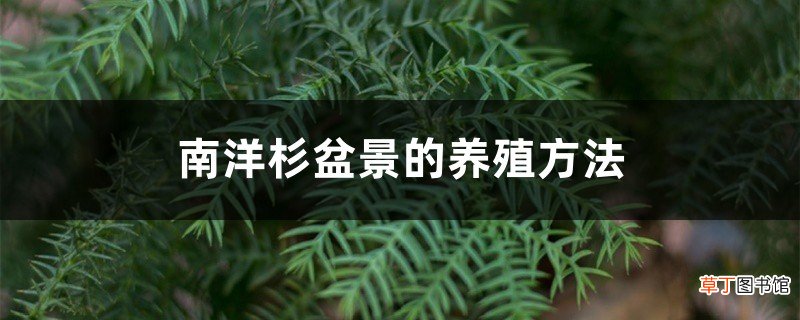 南洋杉盆景的养殖方法，冬天能冻死不