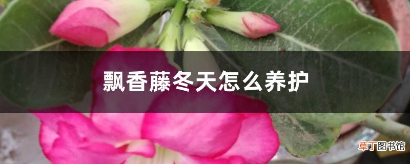 飘香藤冬天怎么养护，能换盆吗