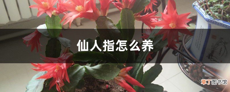 仙人指怎么养，怎样可以爆盆