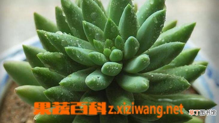 翡翠景天的养殖方法