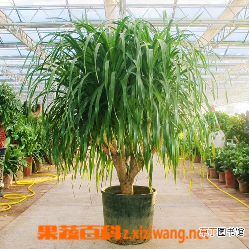 龙血树的养殖注意事项